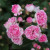 Rosa 'Jean Mermoz'