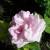 Rosa 'Jean Rosenkrantz'