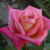 Rosa 'Joe Maiden'