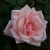 Rosa 'John McCarthy'