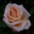 Rosa 'Julia's Kiss'