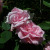 Rosa 'Kathleen Harrop'