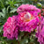 Rosa 'Kathryn'