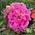 Rosa 'Kathryn'