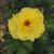 Rosa 'Korresia'