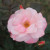 Rosa 'Lady Anne'