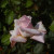 Rosa 'Lady Sylvia'
