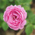 Rosa 'La Reine Victoria'