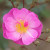 Rosa 'Lavender Dream