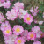Rosa 'Lavender Dream