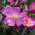 Rosa 'Lavender Dream