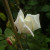 Rosa 'Paul's Lemon Pillar'