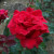Rosa 'Let Freedom Ring'