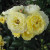 Rosa 'Light Fantastic'