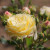 Rosa 'Light Fantastic'