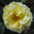Rosa 'Light Fantastic'
