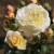 Rosa 'Light Fantastic'