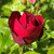 Rosa 'Lilli Marlene'