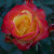 Rosa 'Little Amy'