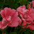 Rosa 'Little Dorritt'