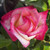 Rosa 'Little Emily'
