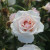 Rosa 'Lovely Day'