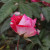 Rosa 'Love Divine'