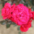 Rosa 'Love Everlasting'