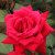 Rosa 'Loving Memory'