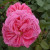 Rosa 'Madame Isaac Periere'