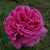 Rosa 'Madame Isaac Periere'