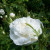 Rosa 'Mdme Legras de St. Germain'