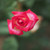 Rosa 'Magic Show'