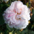 Rosa 'Maiden's Blush'