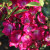 Rosa 'Marjorie Fair'