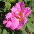 Rosa 'Marguerite Hilling'