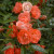 Rosa 'Margot Koster'