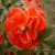 Rosa 'Matangi'
