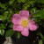 Rosa 'Max Graf'
