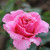 Rosa 'Michaela's Rose'