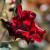 Rosa 'Midnight