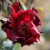 Rosa 'Midnight