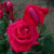 Rosa 'Mike Thompson'