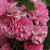 Rosa 'Minnehaha'