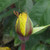 Rosa 'Miss Harp'