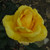 Rosa 'Miss Harp'
