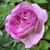 Rosa 'Mom'