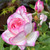 Rosa 'Morning Blush'