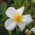 Rosa moschata