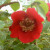 Rosa moyesii